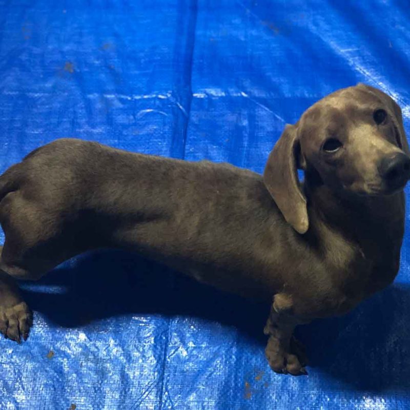 Miniweeniedogs-Male-Blue