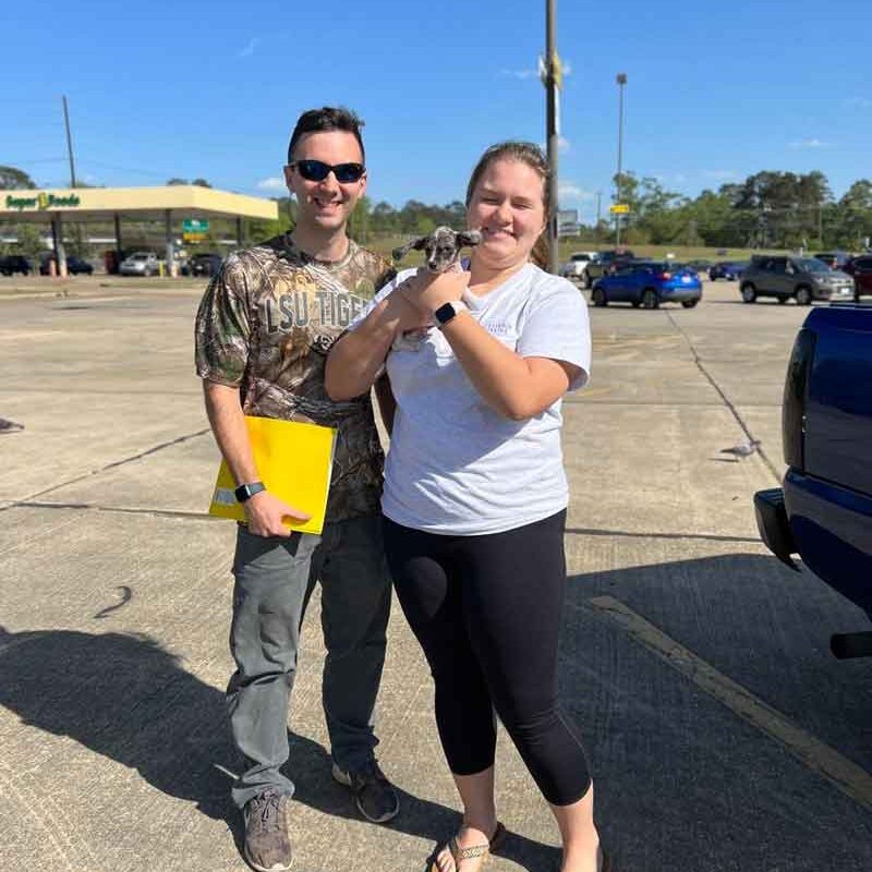 beautiful miniature dachshund puppy